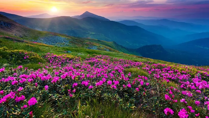 Mountain Flower Live Wallpaper android App screenshot 0