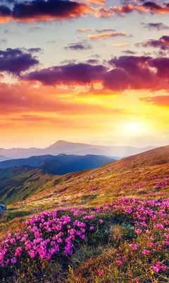 Mountain Flower Live Wallpaper android App screenshot 2