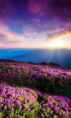 Mountain Flower Live Wallpaper android App screenshot 3