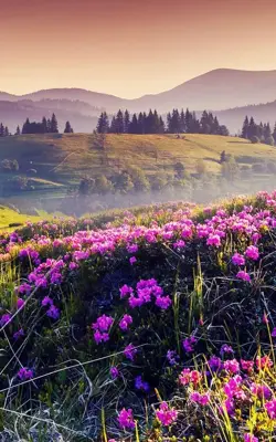 Mountain Flower Live Wallpaper android App screenshot 4