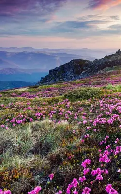 Mountain Flower Live Wallpaper android App screenshot 5