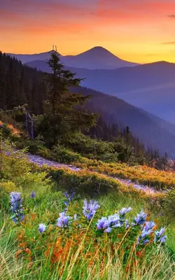 Mountain Flower Live Wallpaper android App screenshot 6