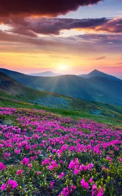 Mountain Flower Live Wallpaper android App screenshot 7